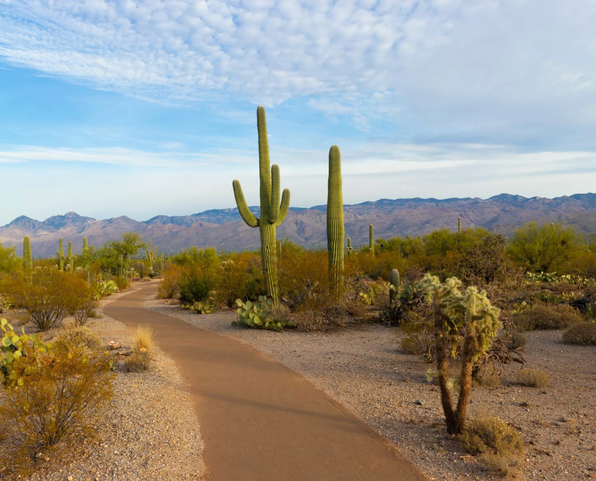 Arizona Landscape