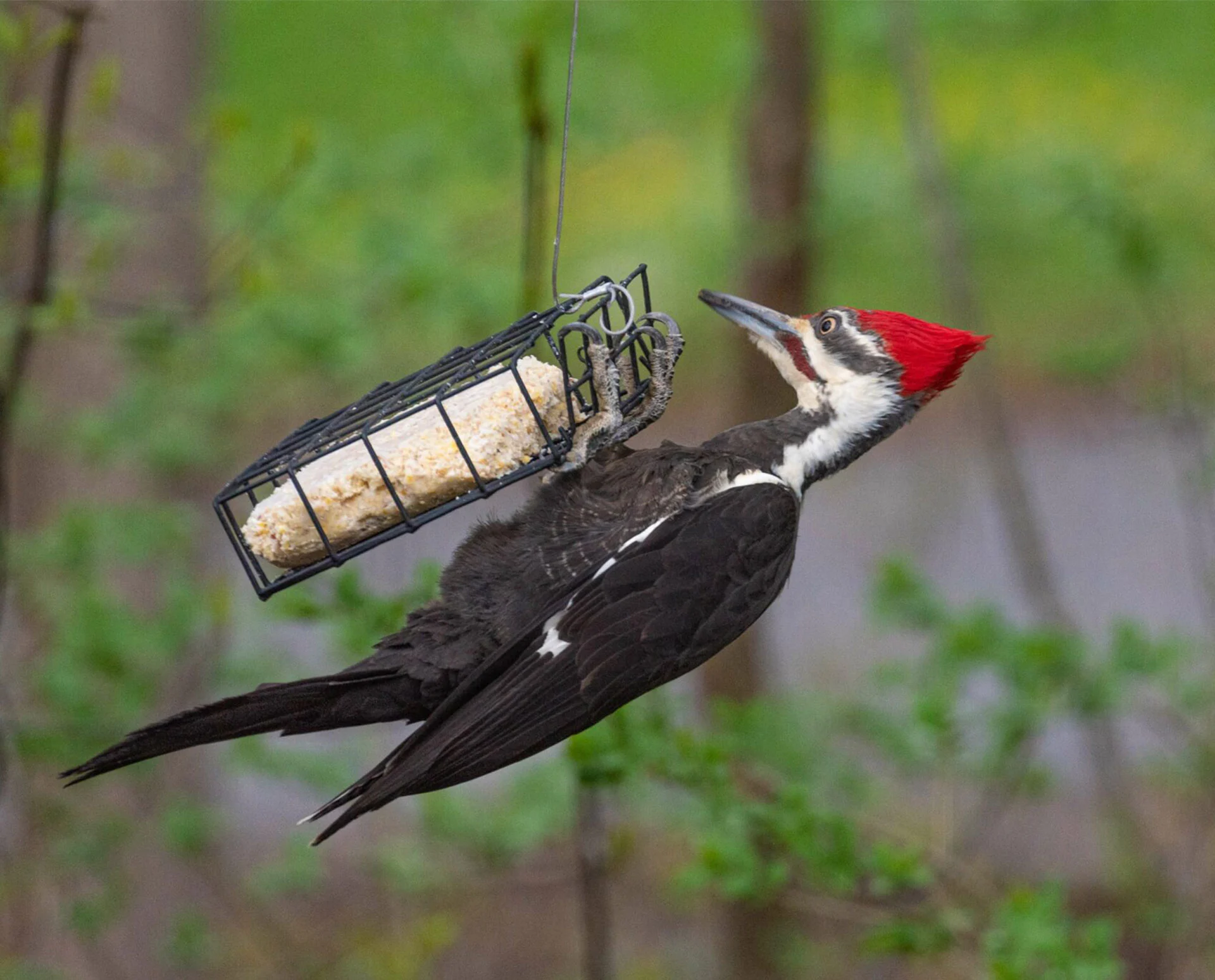 Cleveland Bird